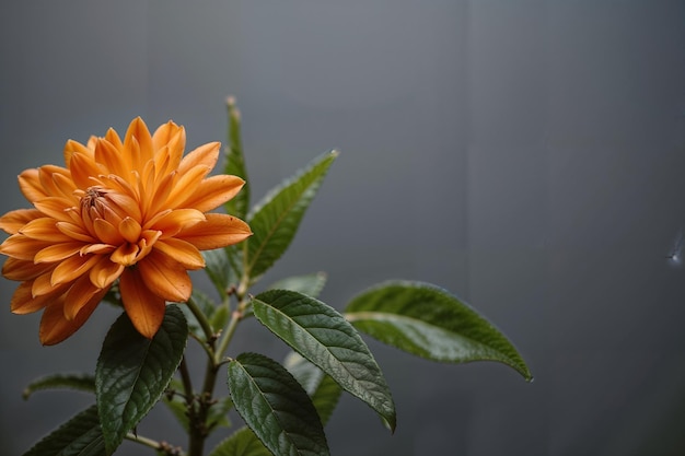 La flor de la naranja