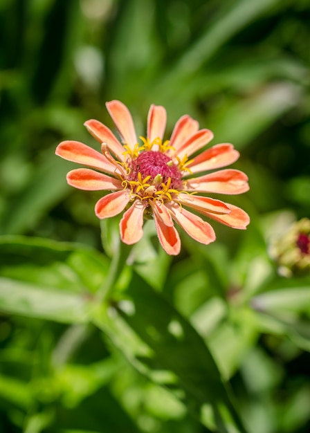 flor naranja