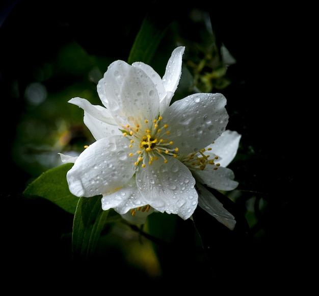 Flor de naranjas simuladas aislado sobre fondo oscuro