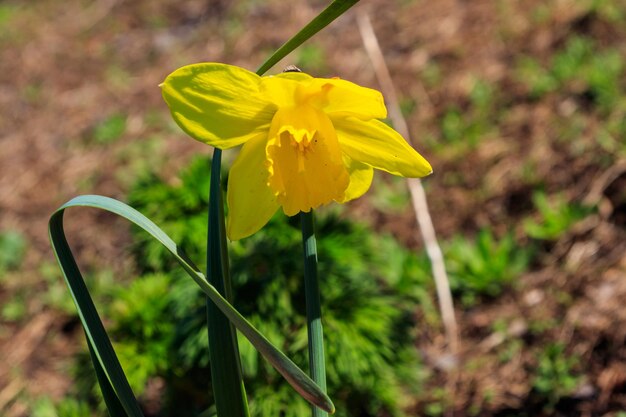 Flor de narciso amarillo en el jardín Hermoso narciso en macizo de flores