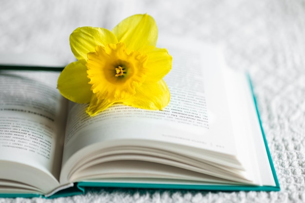 Flor de narciso amarillo y primer plano de libro verde abierto