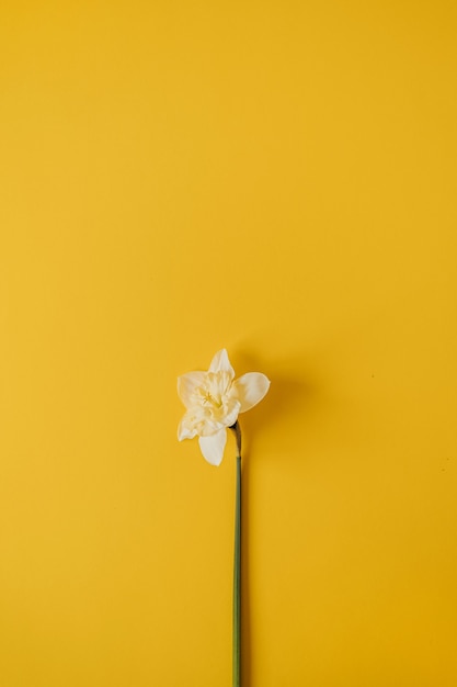 Una flor de narciso amarillo sobre amarillo