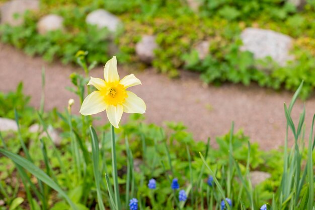 Flor de narciso amarillo suave con hojas verdes en el parque al aire libre hermosa flor de primavera de narciso