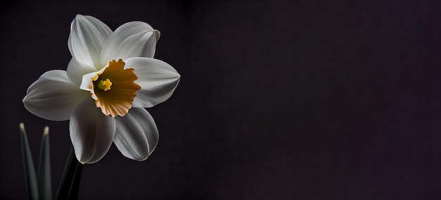 flor de narciso blanco oscuro en fondo negro