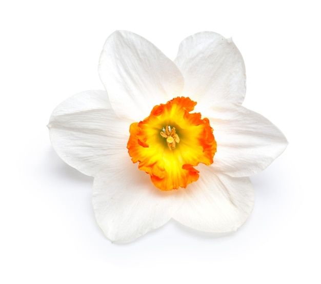 Flor de un narciso con un centro amarillo aislado sobre un fondo blanco con trazado de recorte.