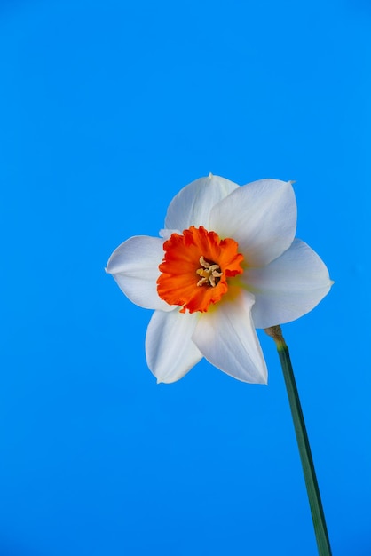 Flor de narciso floreciente sobre un fondo azul brillante fotografía macro Flor de narciso de jardín