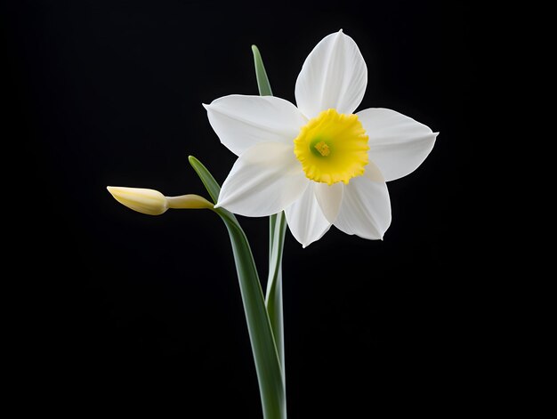 Foto la flor de narciso en el fondo del estudio, la flor de narciso en solitario, las hermosas imágenes de flores.