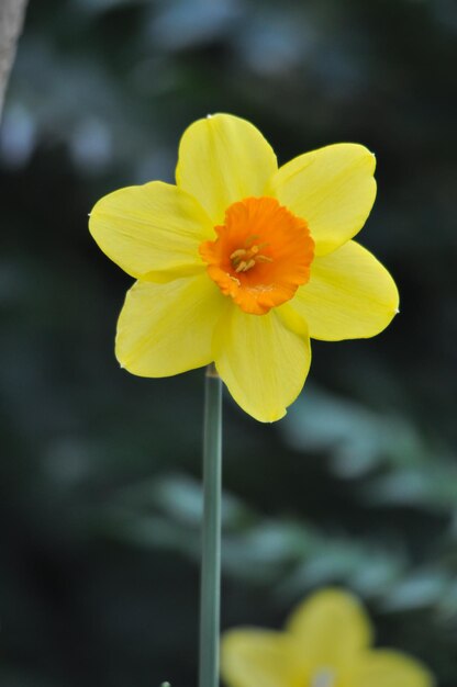 Foto flor de narciso en el jardín