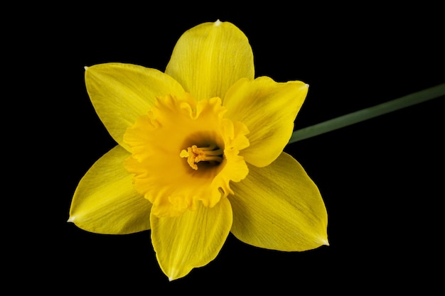 Flor de narciso Narciso amarillo aislado sobre fondo negro