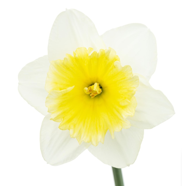 Flor de narciso Narciso blanco aislado sobre fondo blanco.