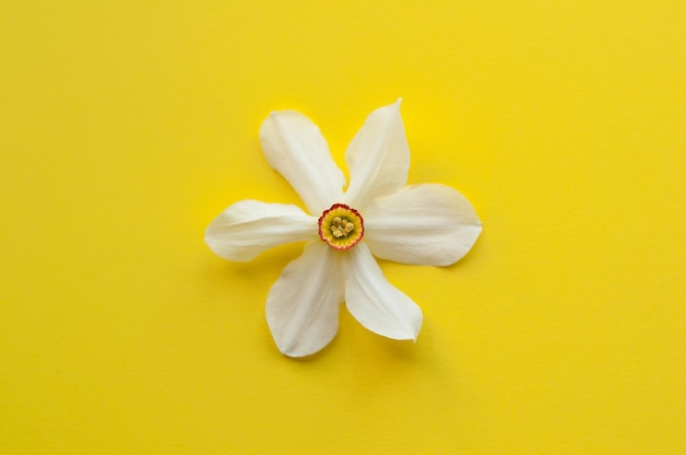 Flor de narciso sobre un fondo amarillo