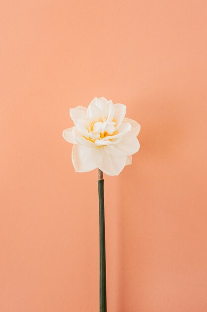 Una flor de narciso sobre fondo coral melocotón. Endecha plana.