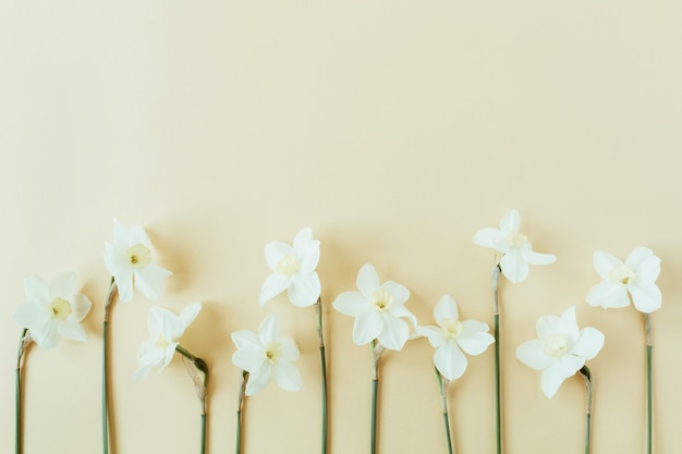 Flor de narciso sobre fondo pastel