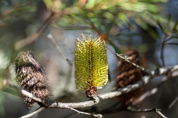 Foto flor nativa amarilla brillante de banksia en primavera en un parque nacional en australia en un parque national