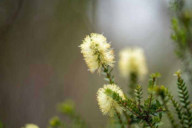 Flor nativa de banksia, flores de plantas nativas no mato na tasmânia, austrália