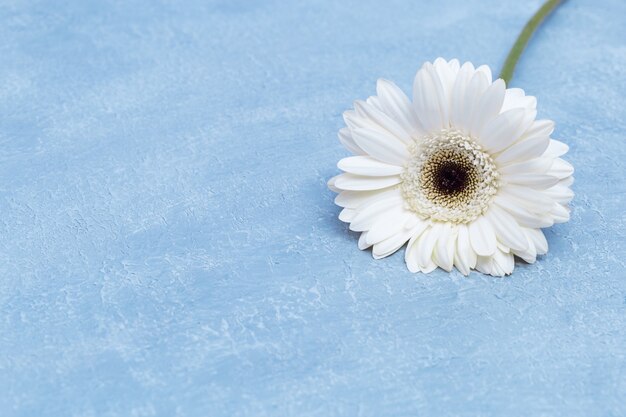 Flor natural gerbera branca em azul texturizado