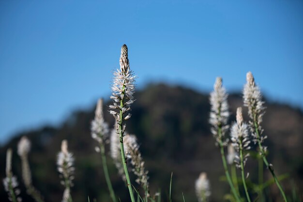 flor natural en la montaña