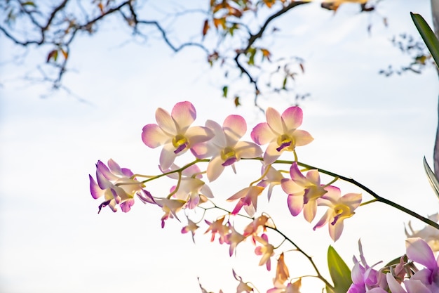 Flor, naturaleza, fondo, cerca de la flor de la orquídea en el árbol en la luz del sol.