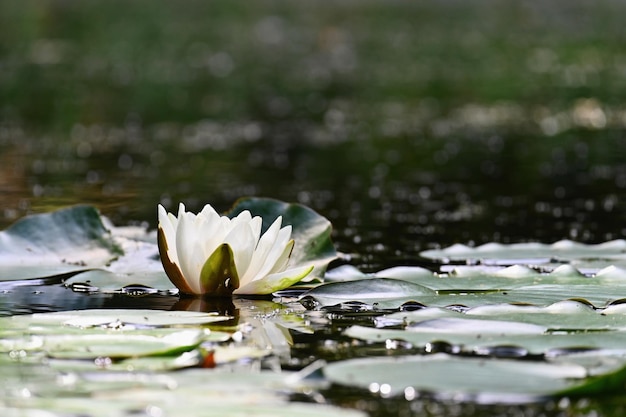 Flor de la naturaleza Hermoso lirio de agua blanca en la superficie del agua Fondo colorido