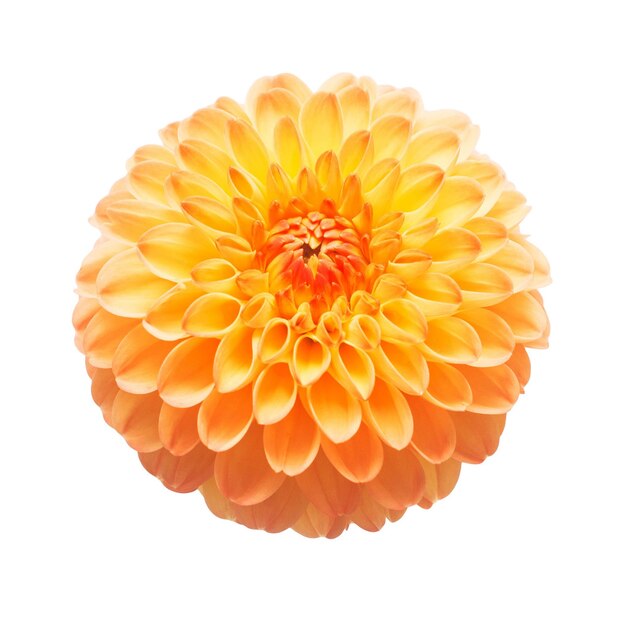 Flor de la naturaleza macro naranja hermosa de la dalia aislada en el fondo blanco. Botánico, concepto, flora, idea. Forma de pompón
