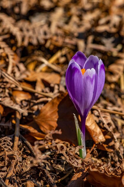 Foto flor en la naturaleza