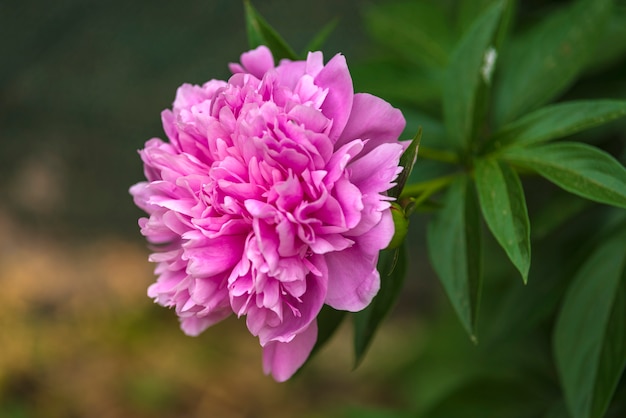 Flor en la naturaleza