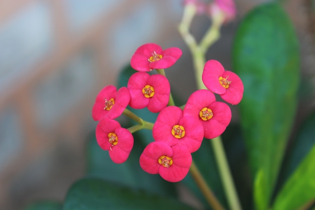 Flor en la naturaleza