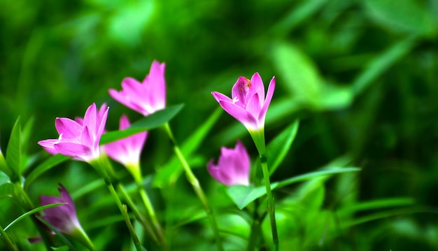 flor naturalezaflor