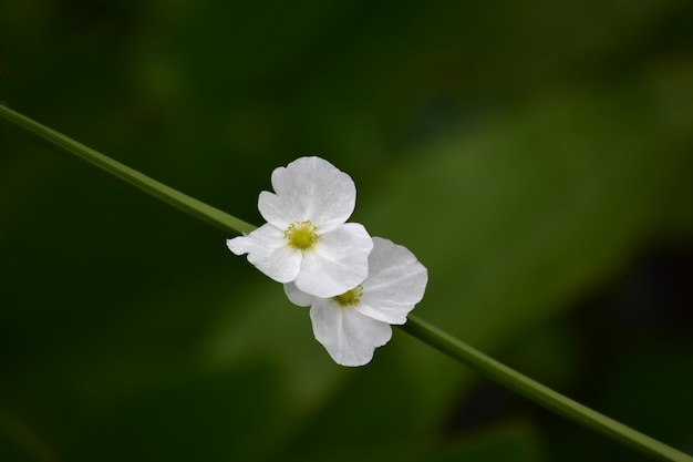 flor natureza flor