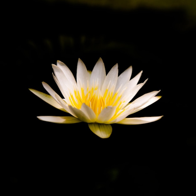 flor de nenúfar blanco sobre fondo negro de cerca