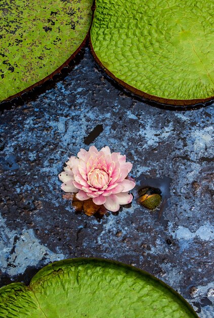 Foto flor del nenúfar más grande