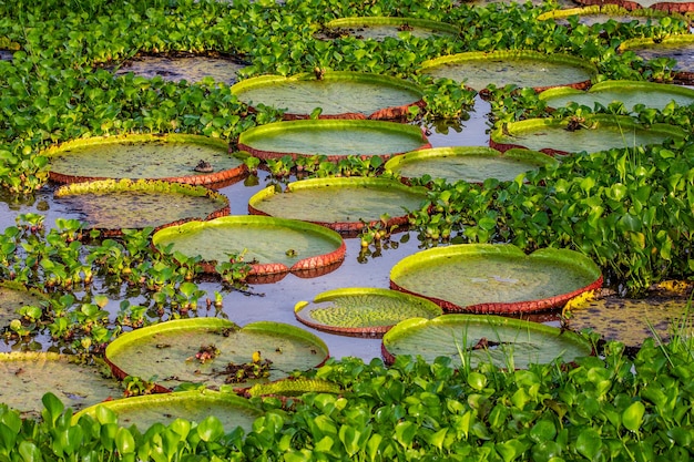 Flor del nenúfar más grande