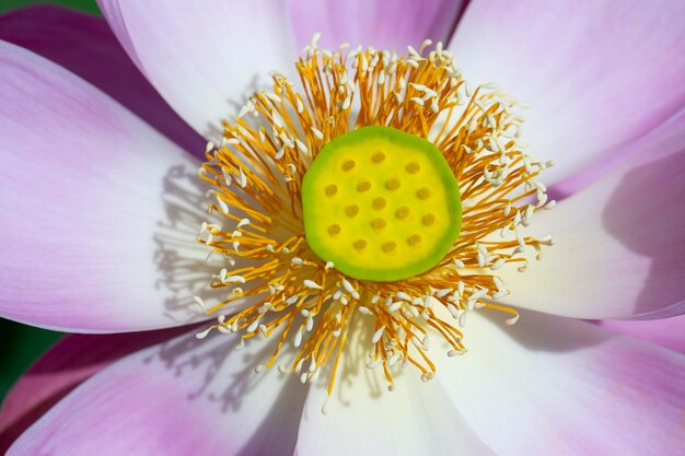 Flor de nenúfar rosa Flor de loto en la isla Bali Indonesia Cerrar macro