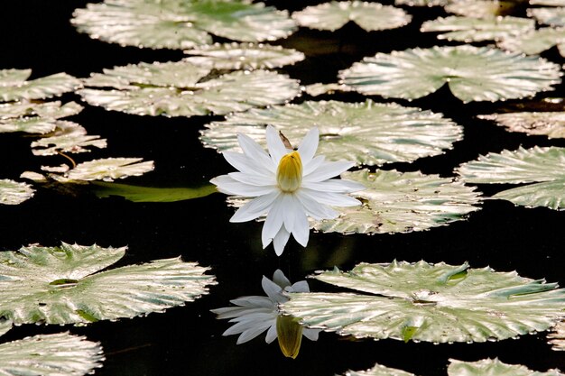 Flor de nenúfares en un estanque. De cerca.