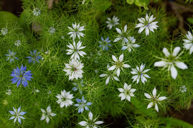 La flor de la nigela damascena