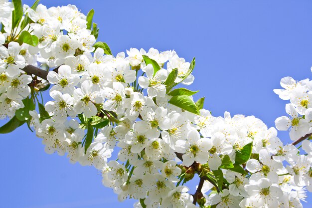 Flor no céu azul