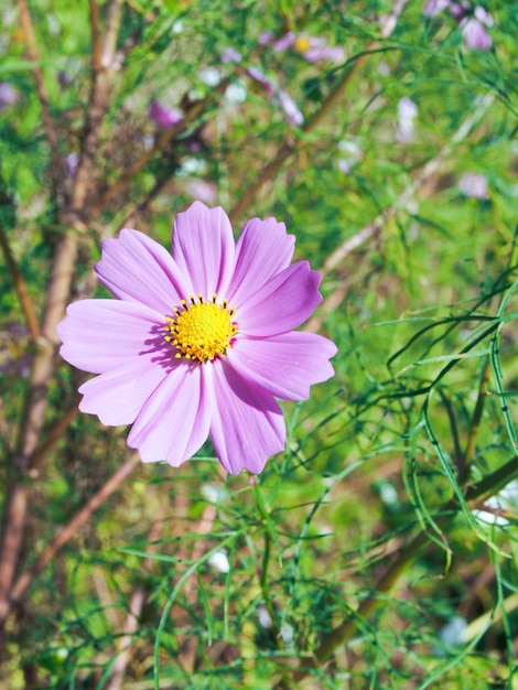 Flor no fundo da natureza