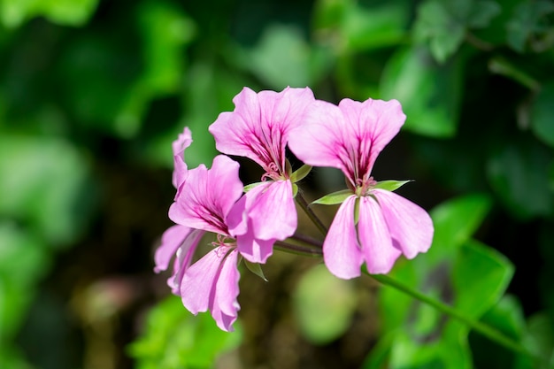 Flor no jardim