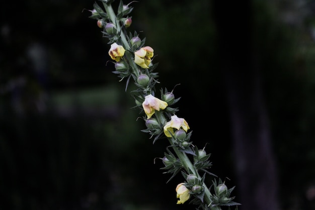 Foto flor no jardim