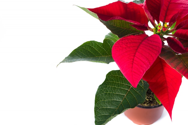 Flor de nochebuena de Navidad aislado en blanco