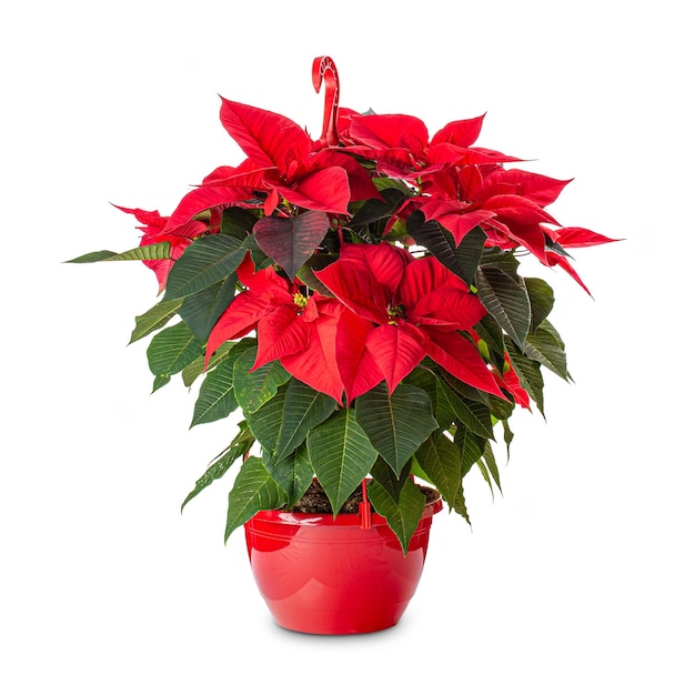 Flor de nochebuena roja de Navidad