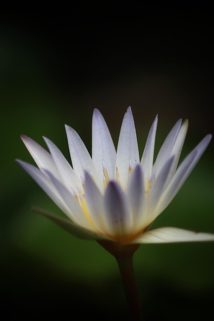 Una flor con el nombre de la compañía que es el nombre de las flores.