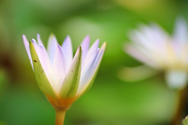 Una flor con el nombre de la flor en ella