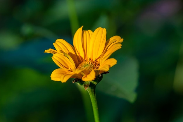 Flor de ojo de buey áspera del jardín con pétalos amarillos en verano, foto de primer plano