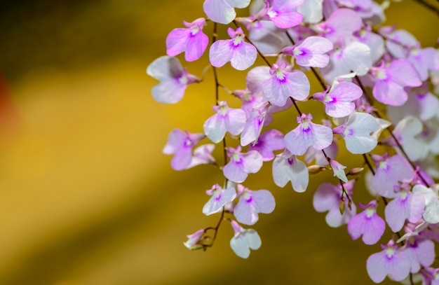 Flor de oncidium violeta claro, Orquídea