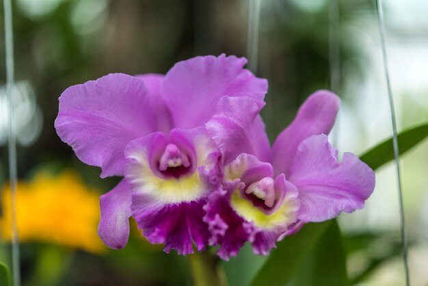 Flor (Orchidaceae, Orchid Flower) púrpura rosa