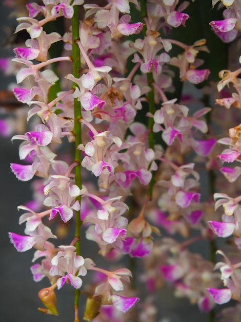 Foto flor de la orquídea aerides falcata