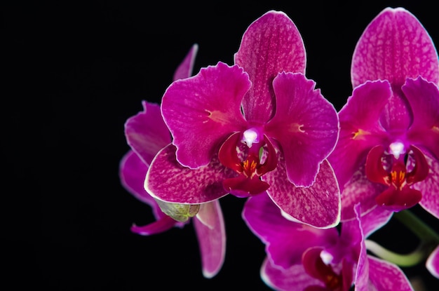 Flor de orquídea aislada sobre fondo negro