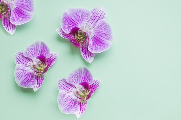 Flor de orquídea aislada sobre fondo verde