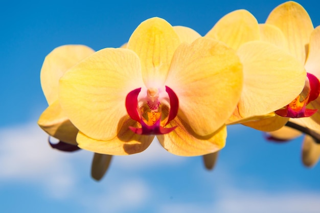 Flor de orquídea amarilla sobre fondo de cielo azul. Flor de la orquídea Phalaenopsis. Fondo de flores.